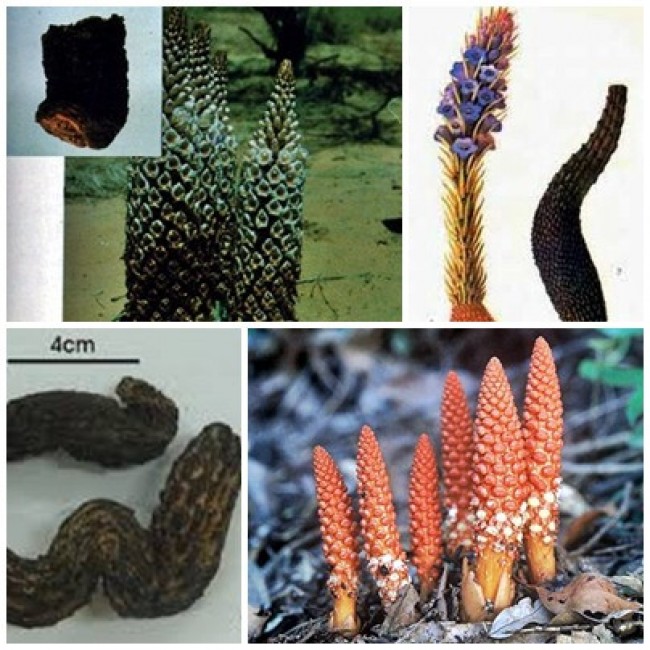 Bài thuốc tráng dương bổ thận