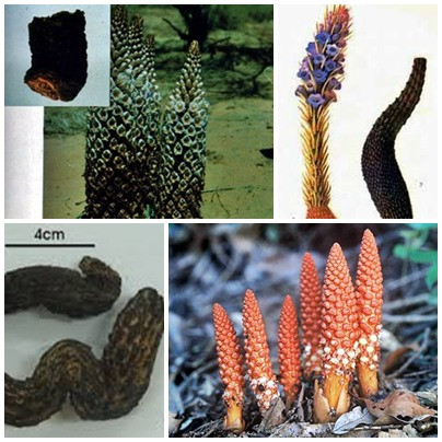 Bài thuốc tráng dương bổ thận