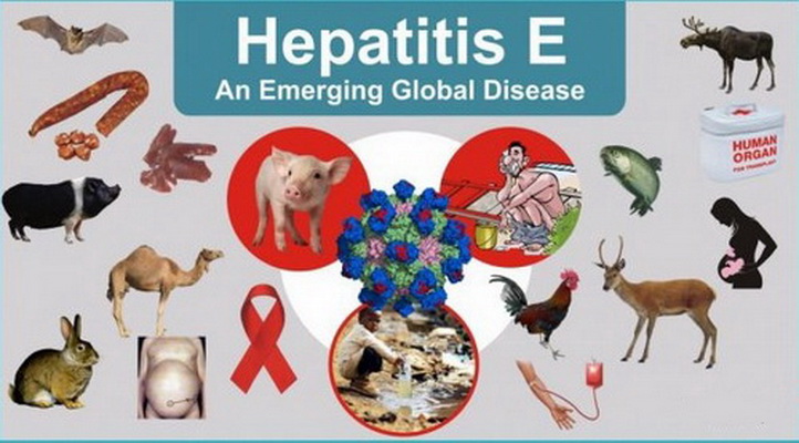 Sau mưa lũ, đề phòng mắc viêm gan E