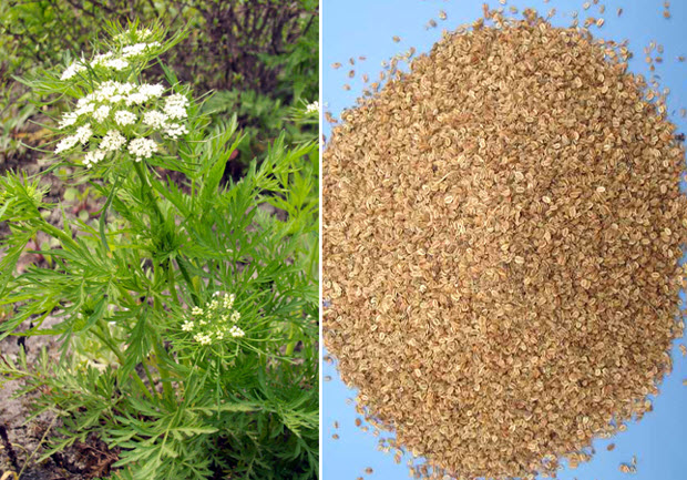 Bài thuốc trị viêm vùng kín