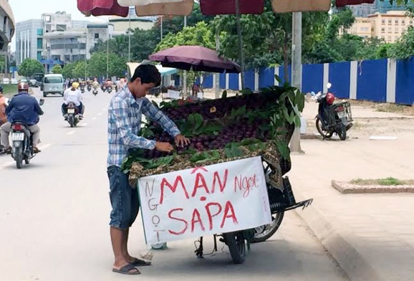 Mận Trung Quốc, mận đen, mận Sapa, Lào Cai, chợ Long Biên, hết mùa, nhập khẩu, đội lốt, mận-Trung-Quốc, mận-đen, mận-Sapa, Lào-Cai, chợ-Long-Biên, hết-mùa, nhập-khẩu, đội-lốt