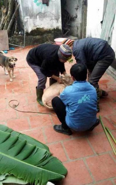 đụng lợn, không khí tết, Tết Bính Thân, gói bánh chưng