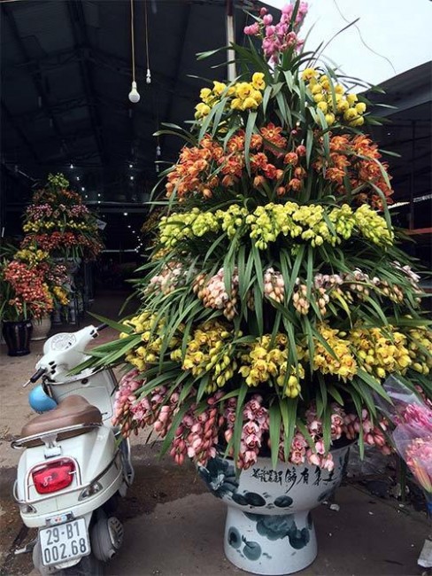 địa lan, chậu địa Lan khủng, Địa lan giá 150 triệu