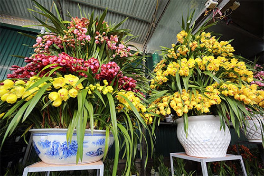 địa lan, chậu địa Lan khủng, Địa lan giá 150 triệu