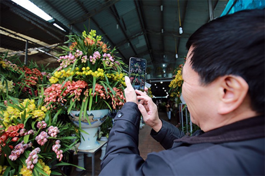 địa lan, chậu địa Lan khủng, Địa lan giá 150 triệu