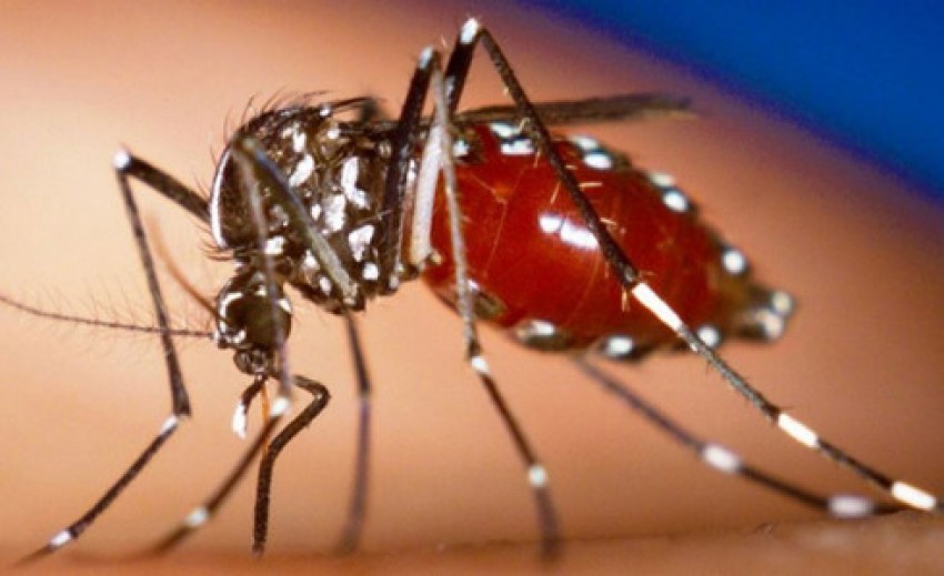 Zika, virus Zika, teo não, WHO, muỗi Aedes, sốt xuất huyết
