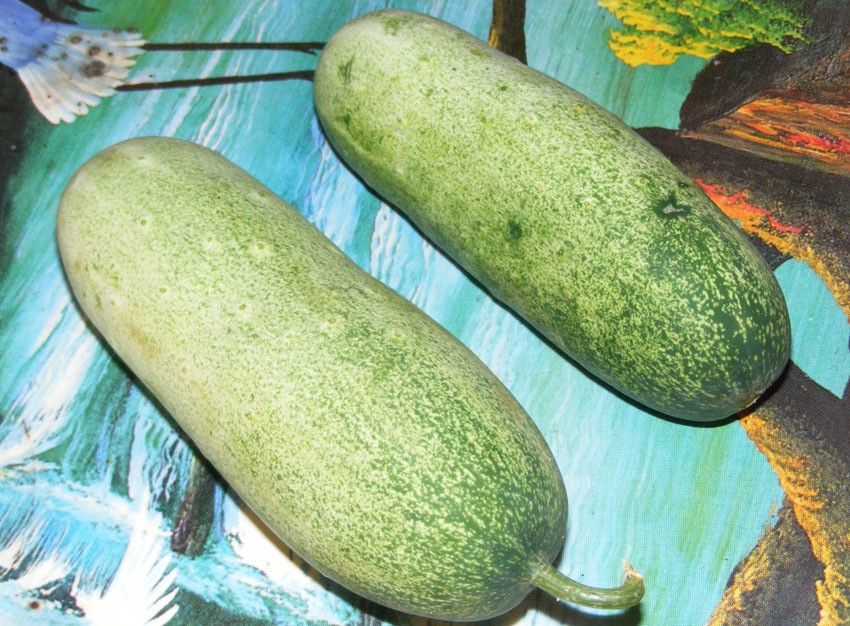 dưa mèo, dưa mèo khủng, dân hà nội mua dưa mèo, dưa mèo lai châu