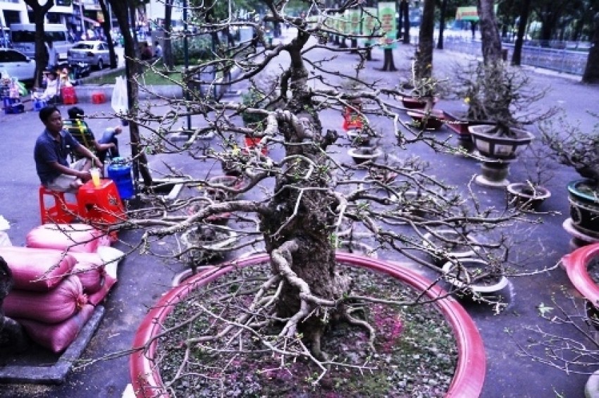 Nhiều cây “khủng, độc' bạc tỷ ở Hội hoa xuân Sài Gòn