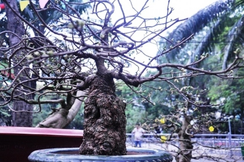 Nhiều cây “khủng, độc' bạc tỷ ở Hội hoa xuân Sài Gòn