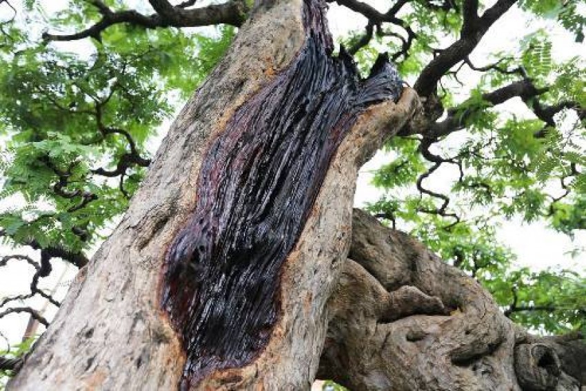 Nhiều cây “khủng, độc' bạc tỷ ở Hội hoa xuân Sài Gòn