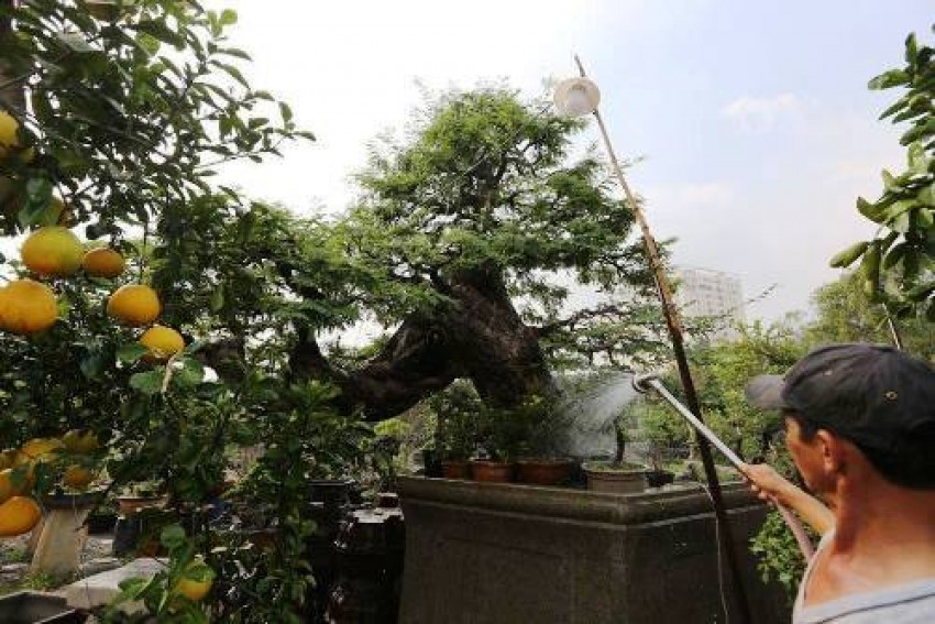 Nhiều cây “khủng, độc' bạc tỷ ở Hội hoa xuân Sài Gòn