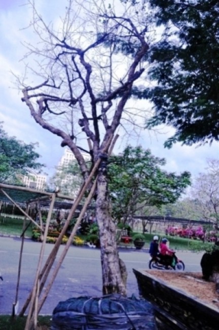 Nhiều cây “khủng, độc' bạc tỷ ở Hội hoa xuân Sài Gòn