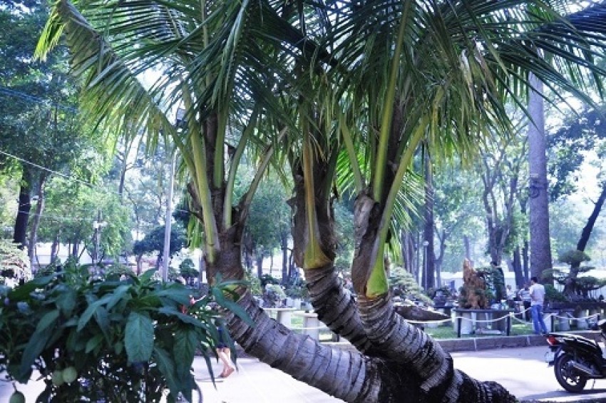 Nhiều cây “khủng, độc' bạc tỷ ở Hội hoa xuân Sài Gòn