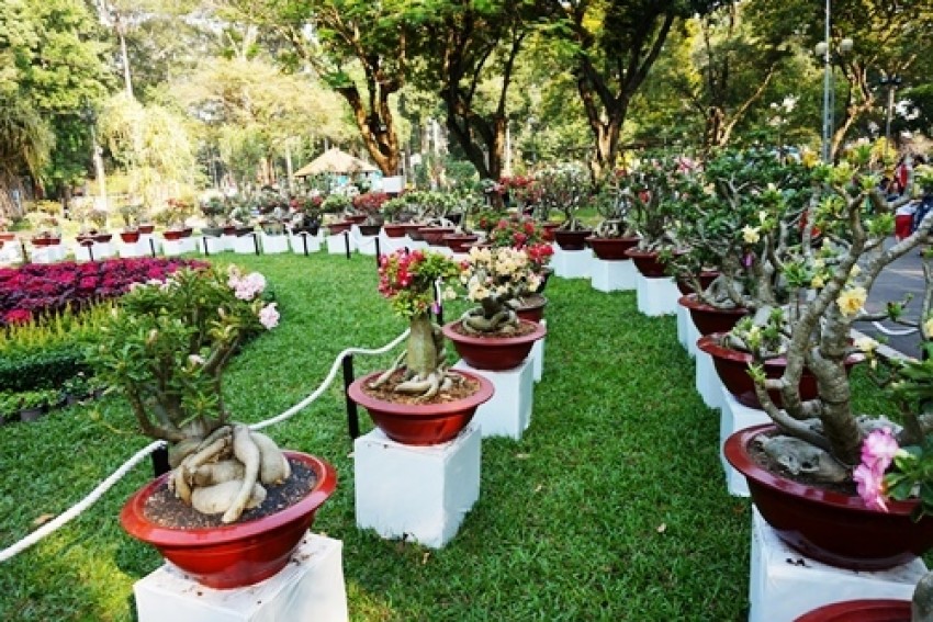 Nhiều cây “khủng, độc' bạc tỷ ở Hội hoa xuân Sài Gòn