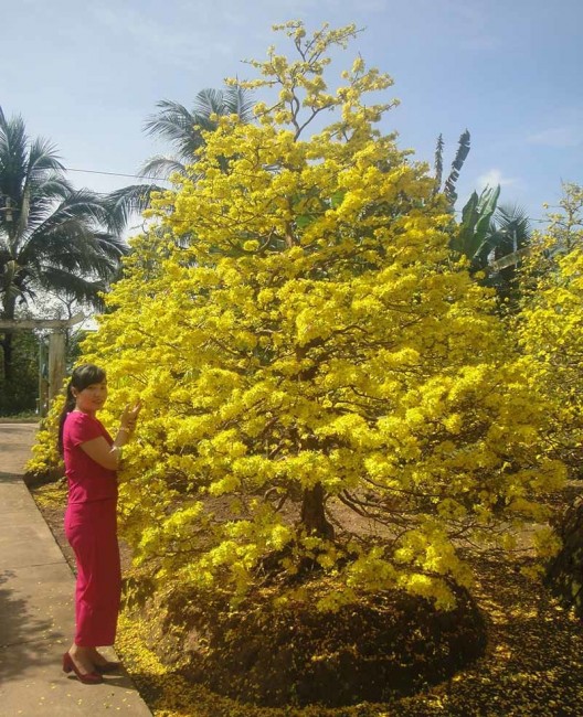Ngắm vẻ đẹp 'hút mắt' của làng mai tiền tỉ ngày đầu năm