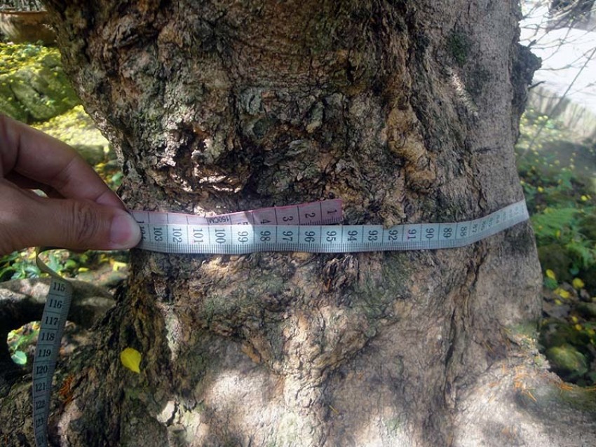 Ngắm vẻ đẹp 'hút mắt' của làng mai tiền tỉ ngày đầu năm
