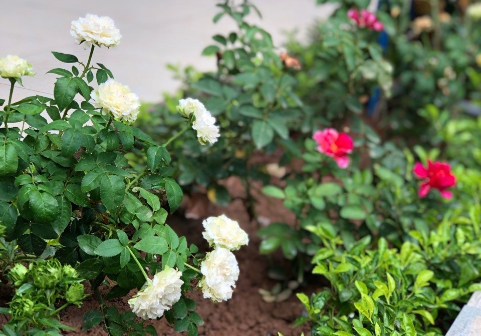 Tập huấn công tác Nhiếp ảnh