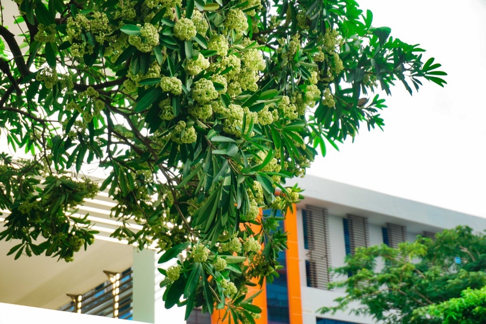 Hương hoa Sữa cuối mùa Thu trên sân trường