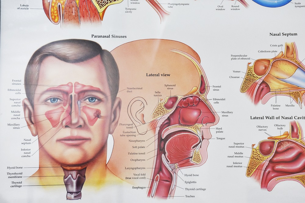 VIÊM XOANG CẤP, CHUYỆN CẢM LẠNH Ở NGƯỜI LỚN